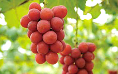 'Ruby Roman' luxury grapes grown in Ishikawa Prefecture