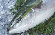 Yellowtail: a popular winter fish