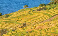 Senmaida: terraced rice paddies in the harvest season